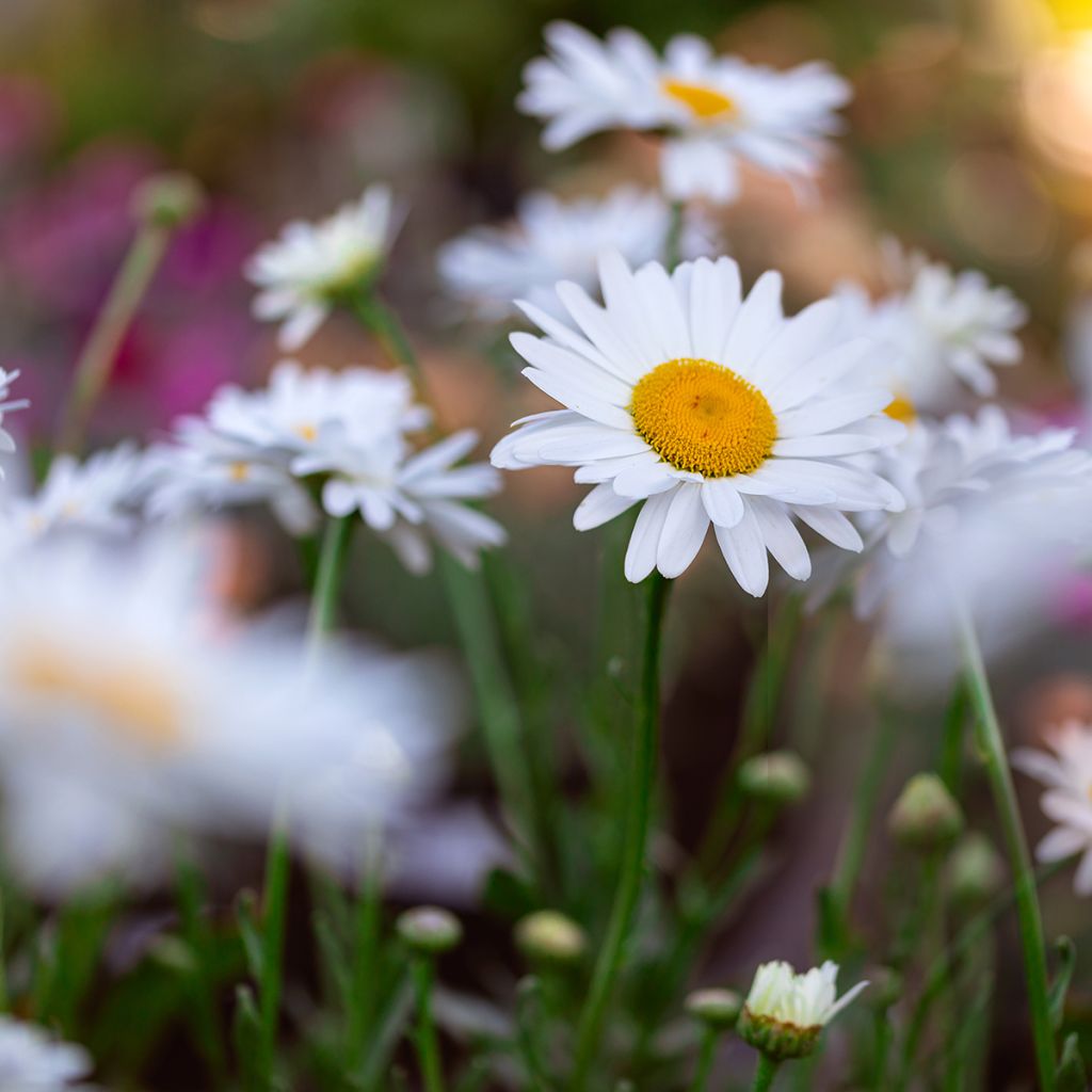 Margarita Reina Becky - Leucanthemum superbum