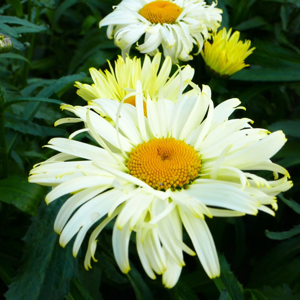 Margarita Reina Broadway lights - Leucanthemum superbum