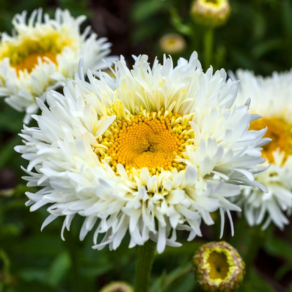 Margarita Reina Engelina - Leucanthemum superbum