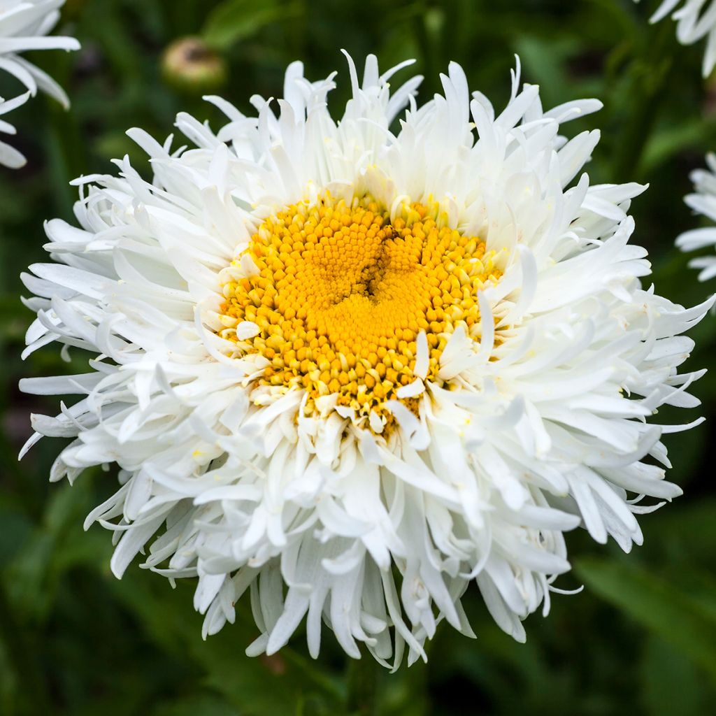 Margarita Reina Engelina - Leucanthemum superbum