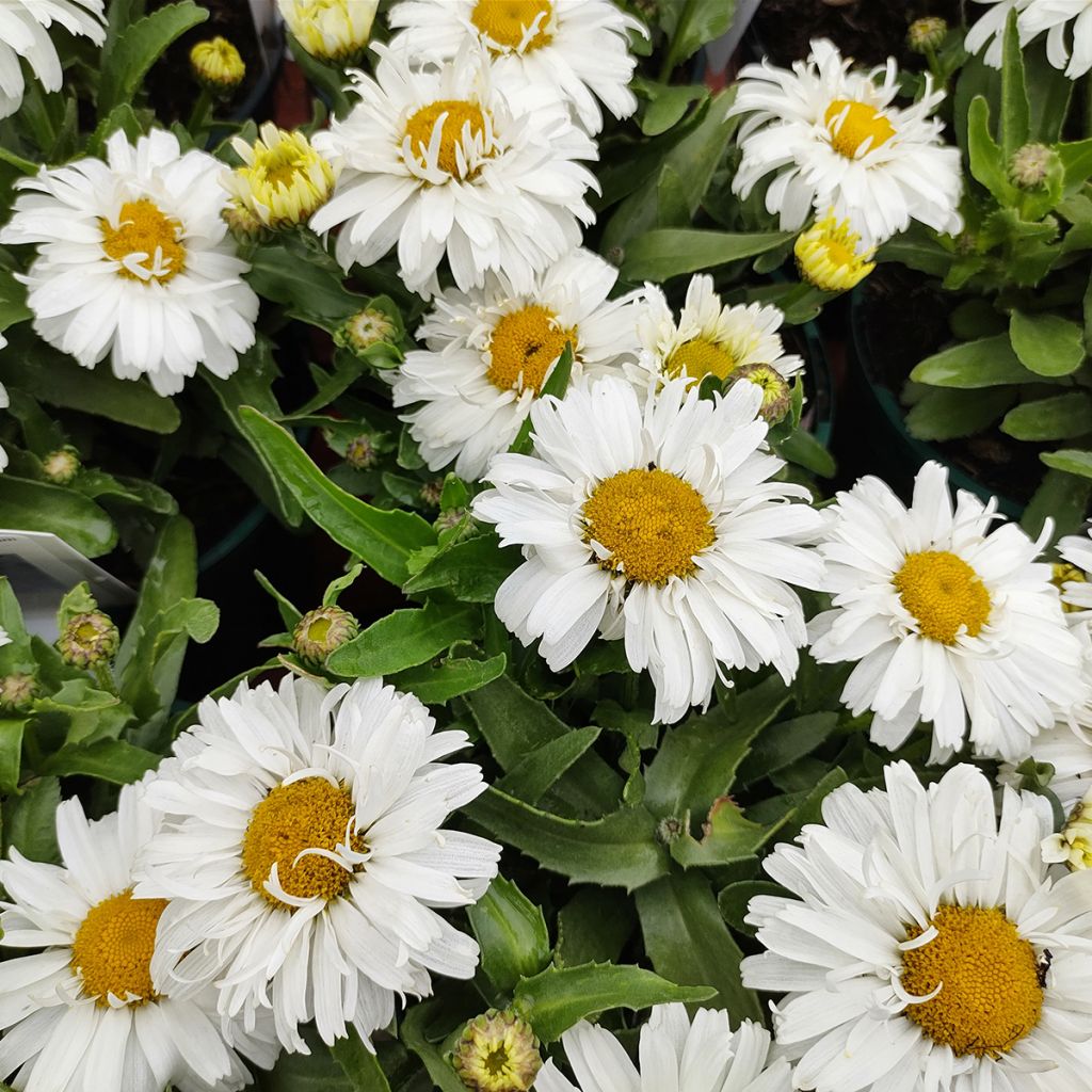 Margarita Reina Freak - Leucanthemum superbum