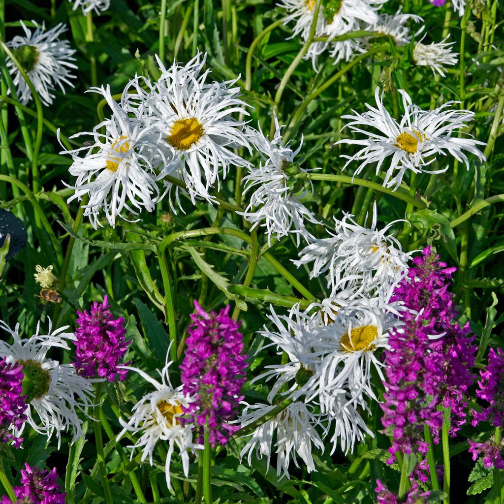 Margarita Reina Old Court - Leucanthemum superbum