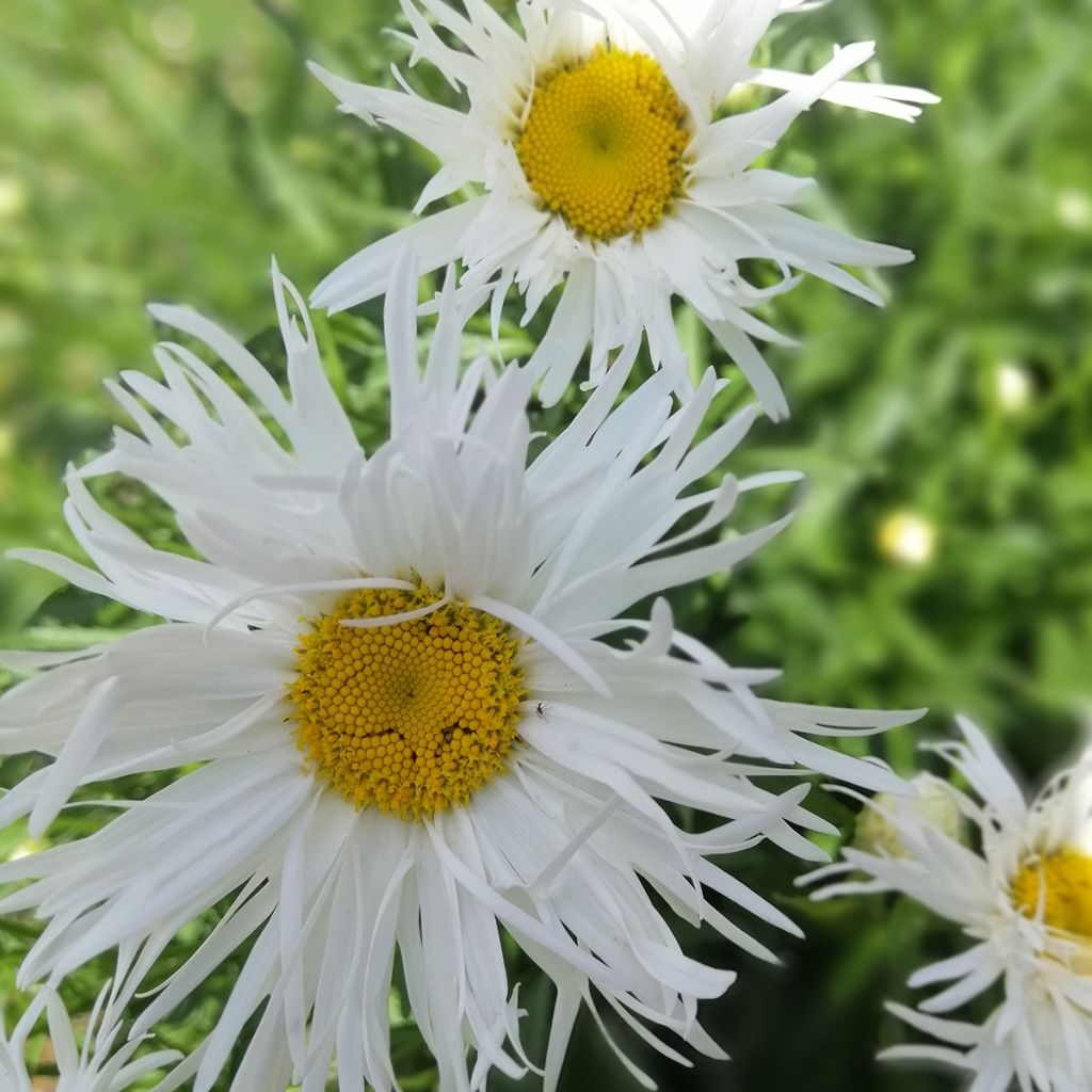 Margarita Reina Old Court - Leucanthemum superbum