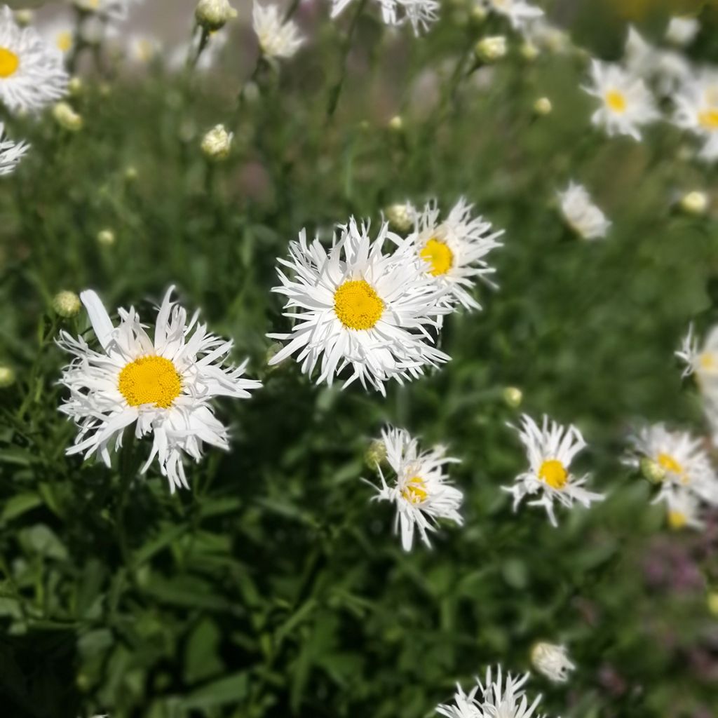 Margarita Reina Old Court - Leucanthemum superbum