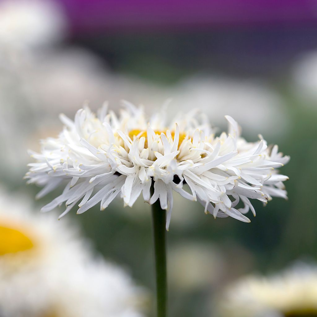 Margarita Reina Real Galaxy - Leucanthemum superbum