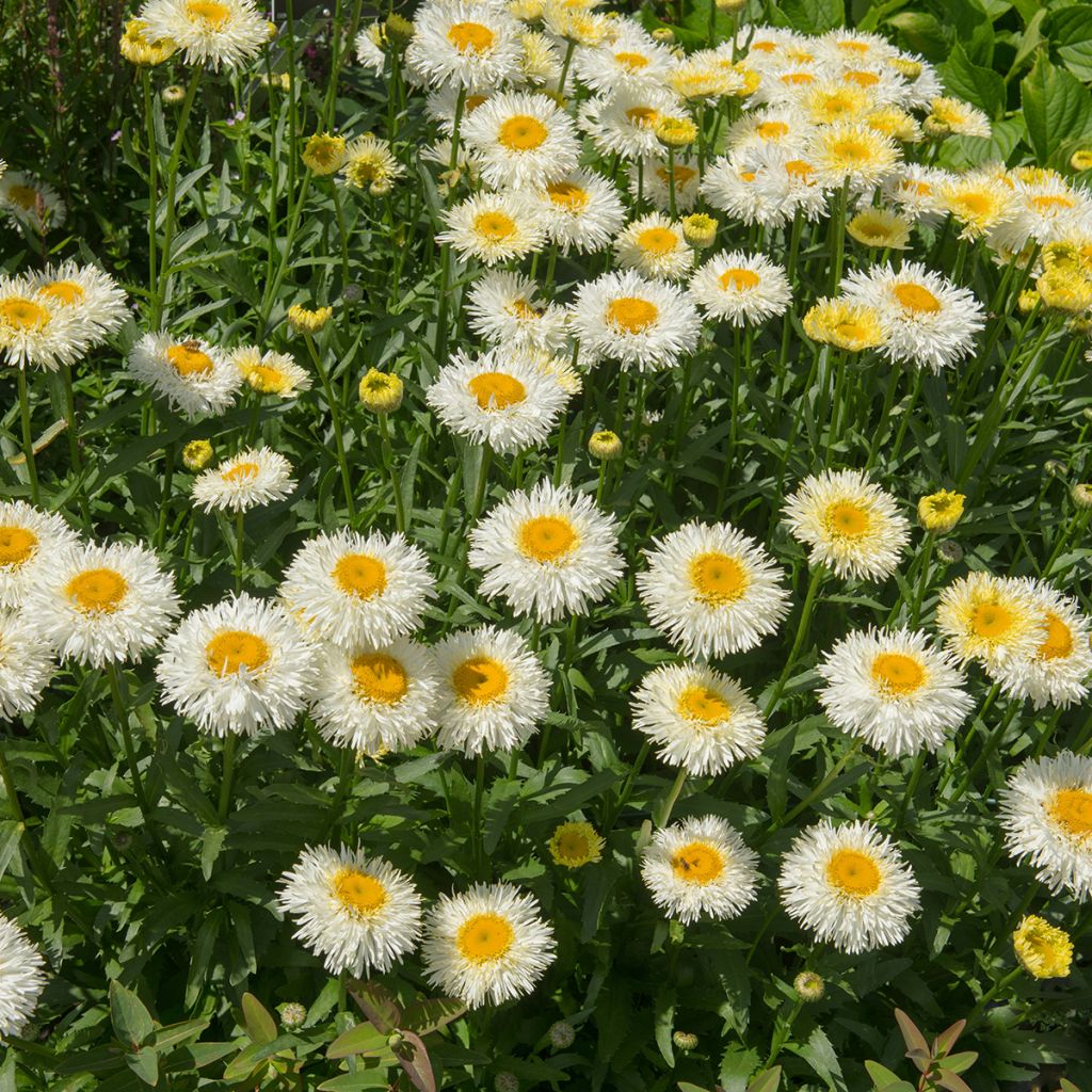 Margarita Reina Real Galaxy - Leucanthemum superbum