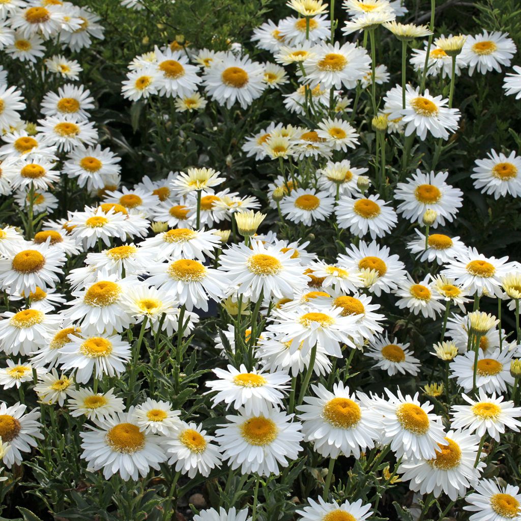 Margarita Reina Real Glory - Leucanthemum superbum