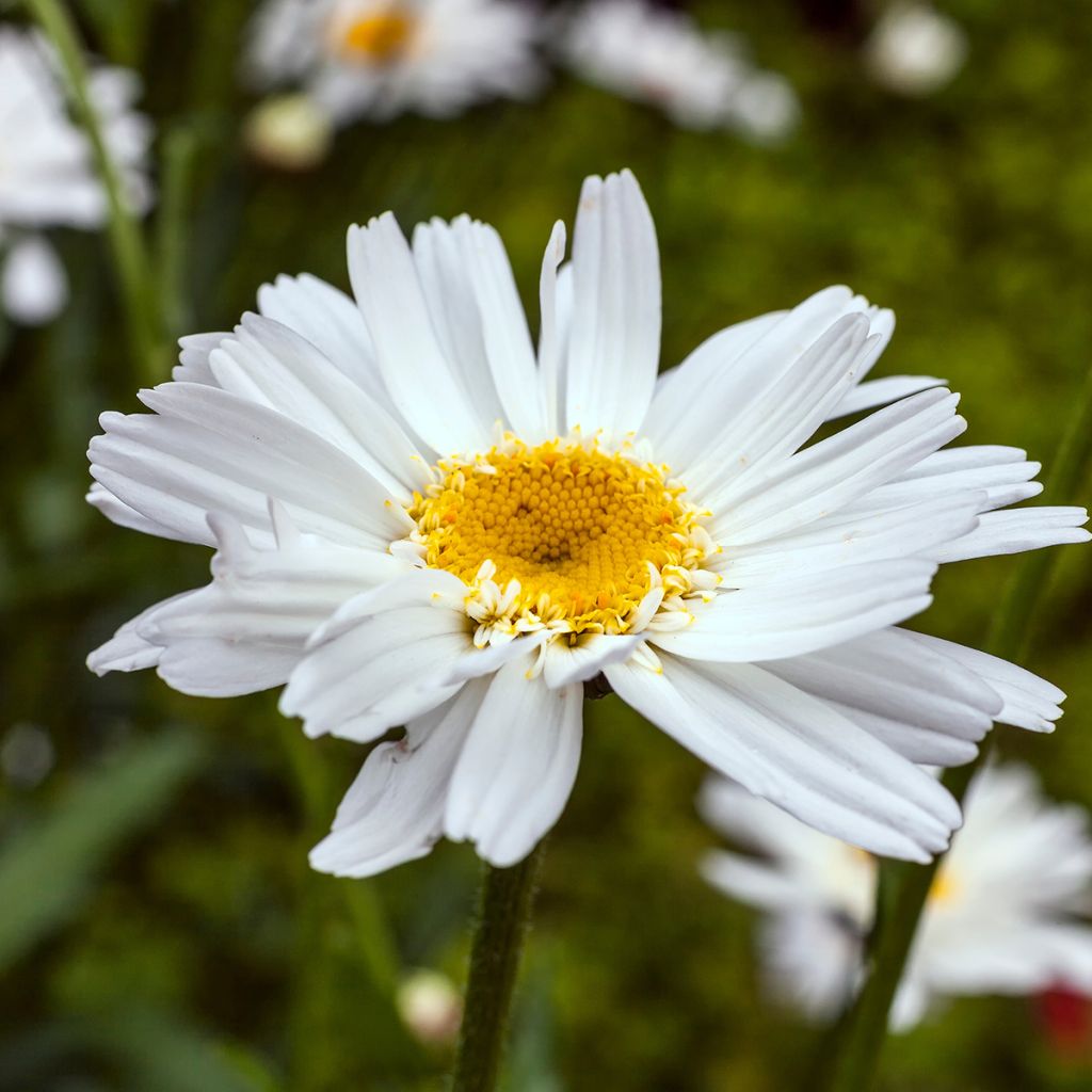 Margarita Reina Wirral Supreme - Leucanthemum superbum