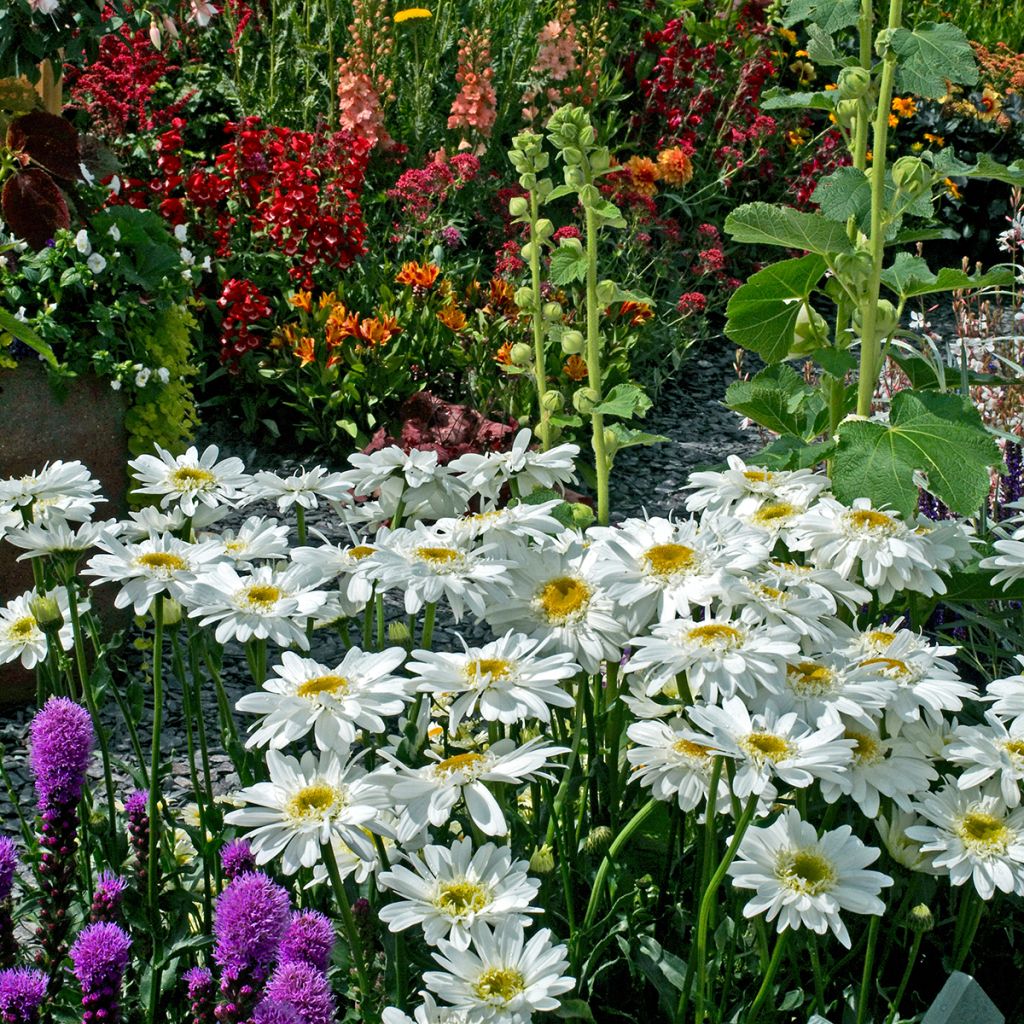 Margarita Reina Wirral Supreme - Leucanthemum superbum