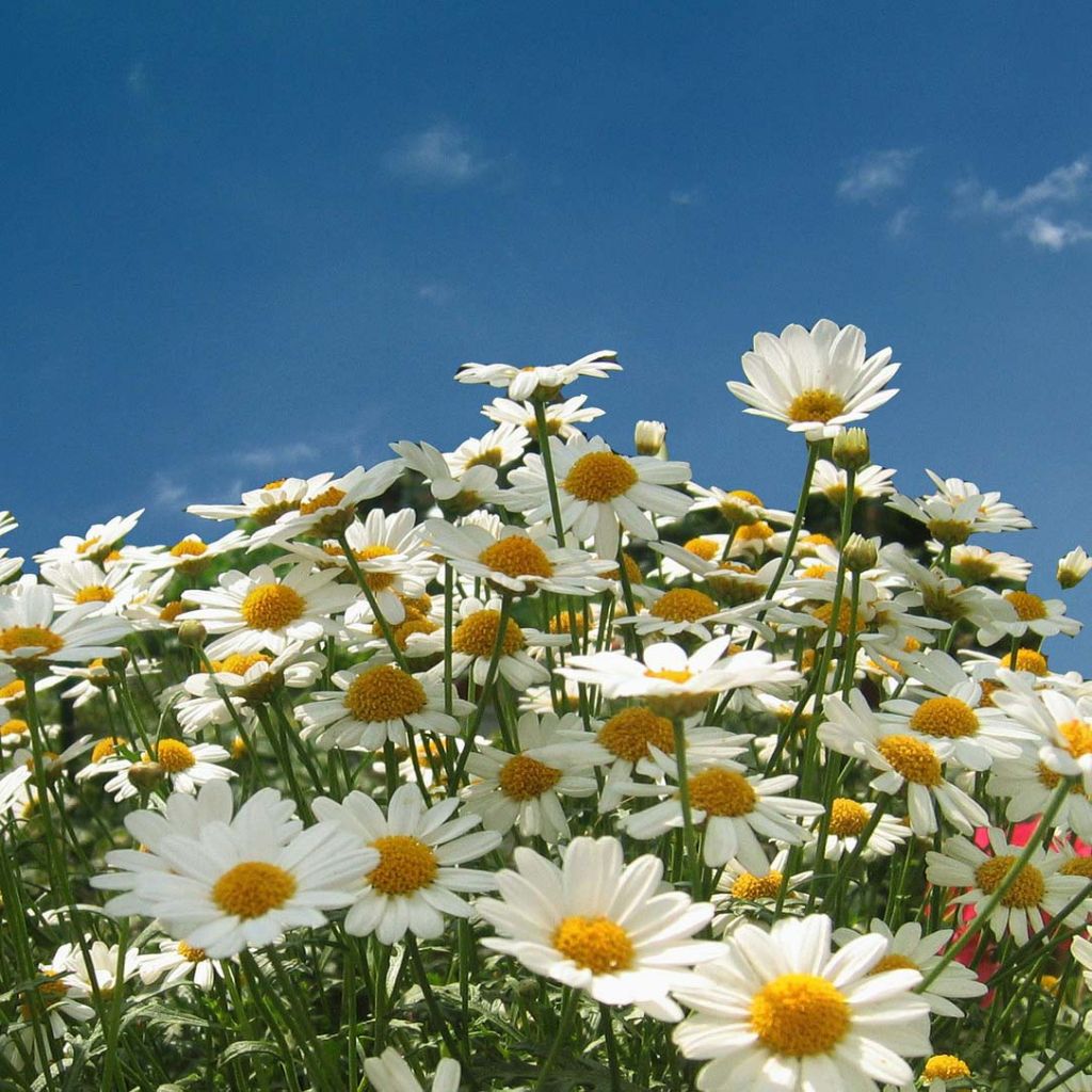 Leucanthemum vulgare - Margarita mayor