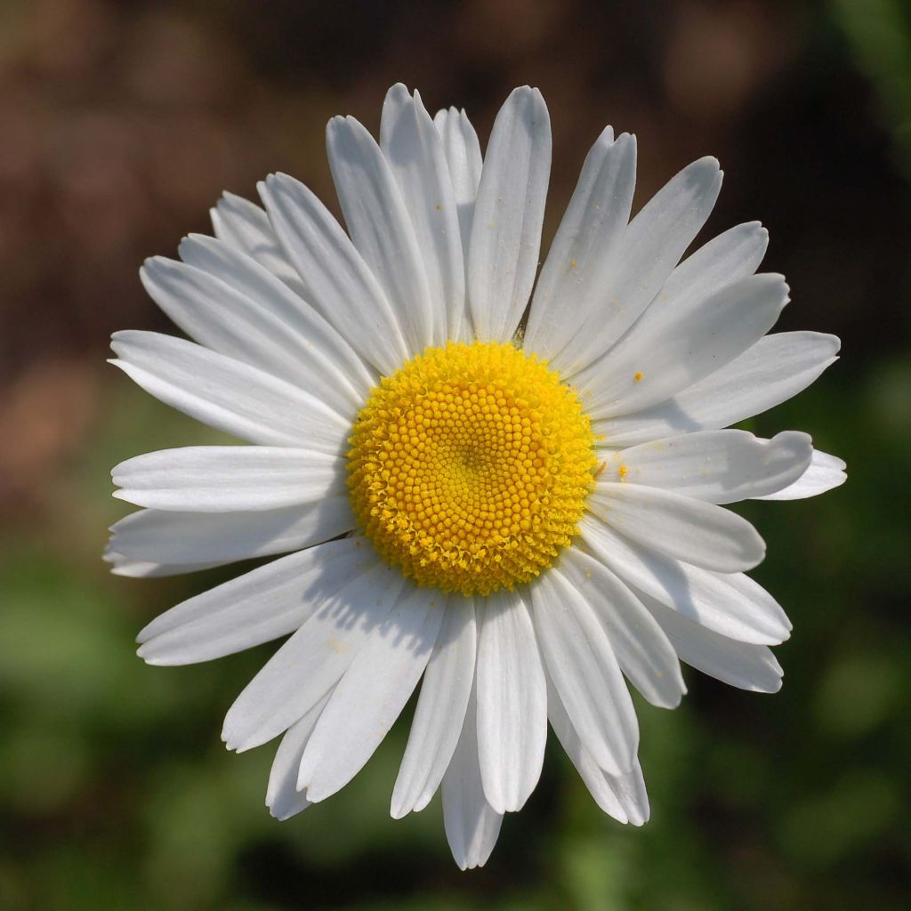 Leucanthemum vulgare - Margarita mayor