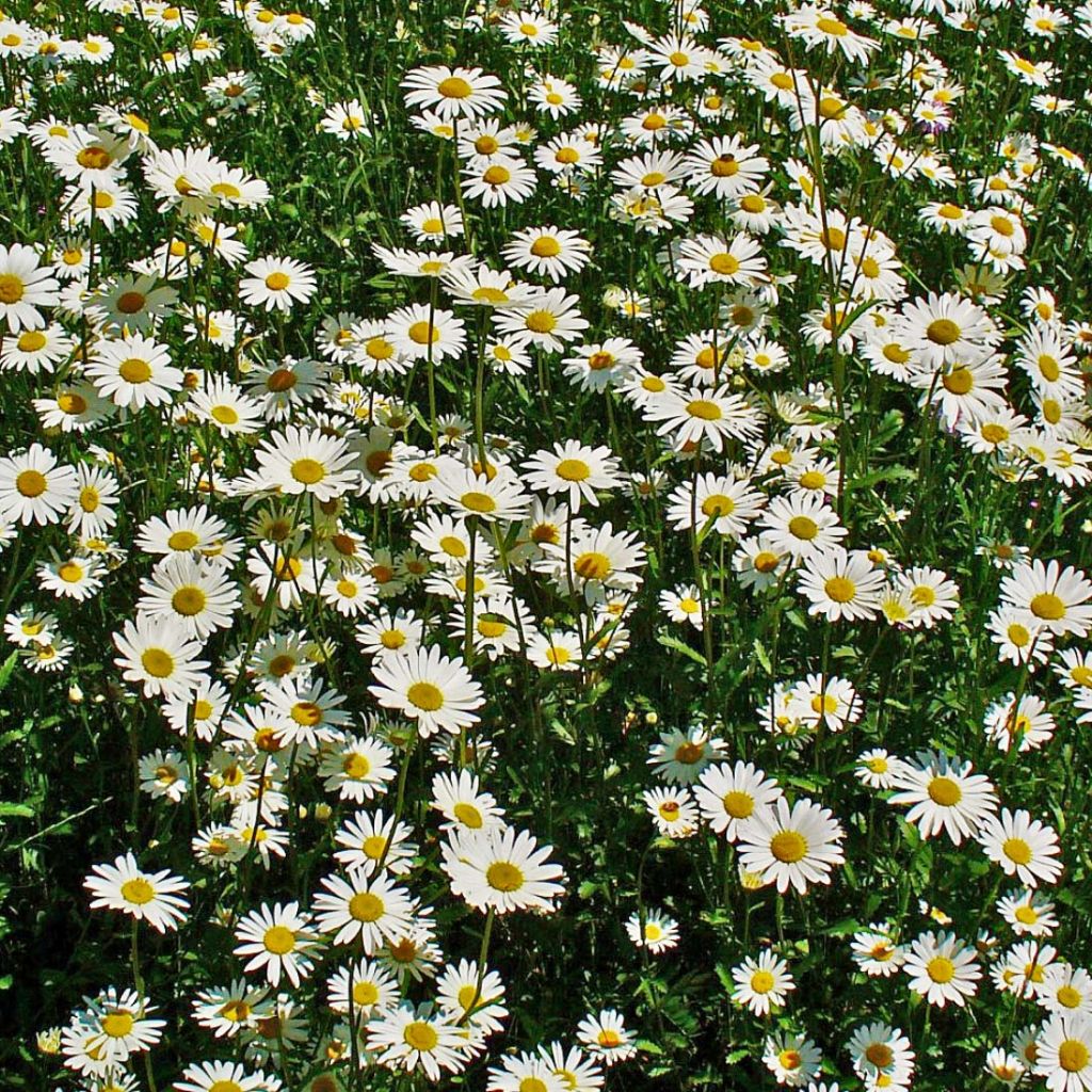 Leucanthemum vulgare - Margarita mayor