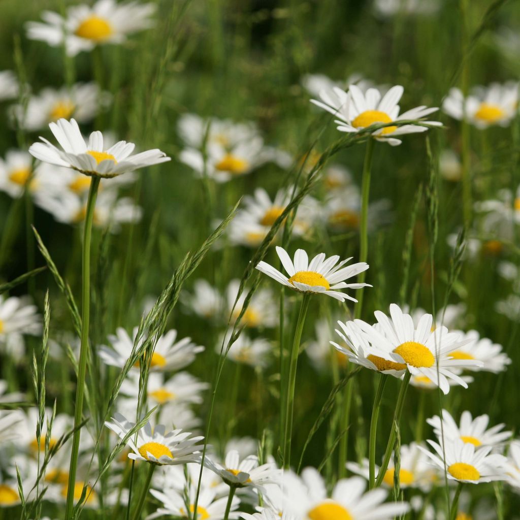 Leucanthemum vulgare - Margarita mayor