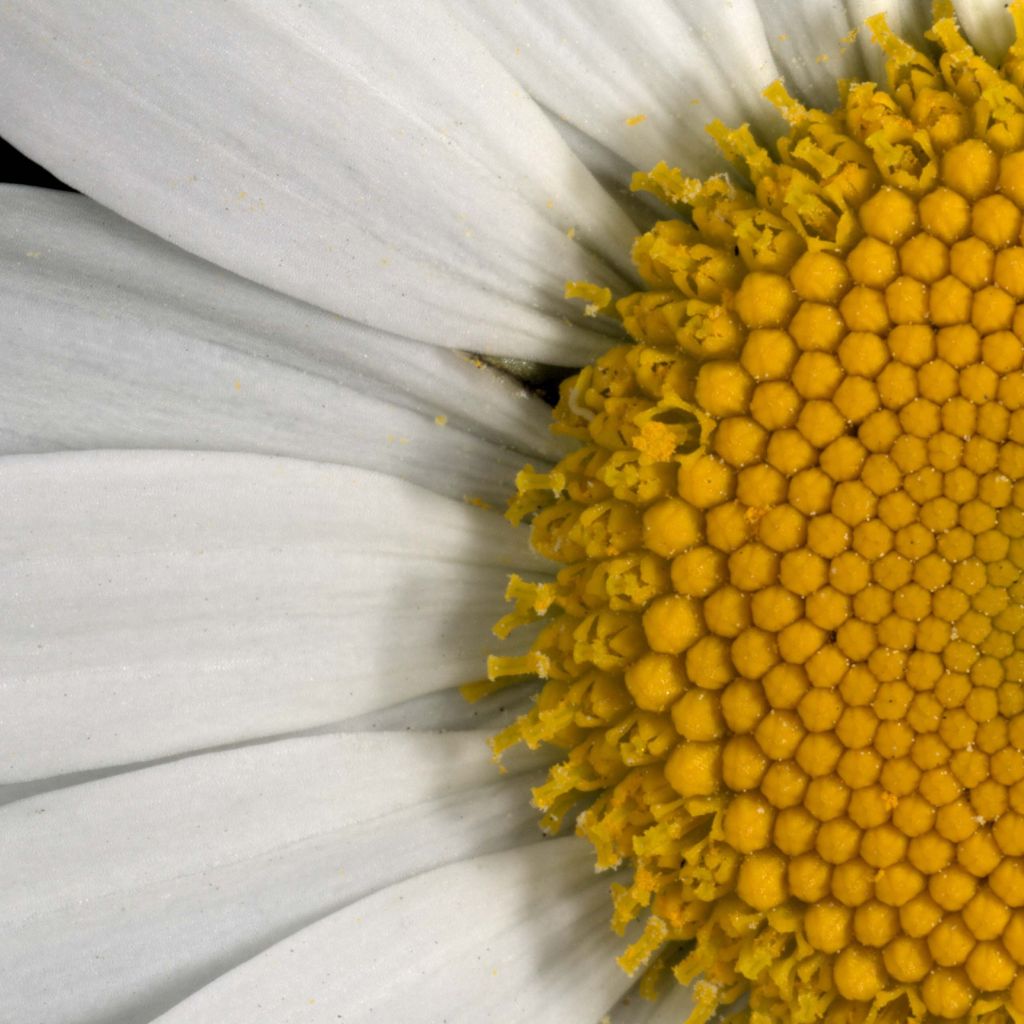 Leucanthemum vulgare - Margarita mayor