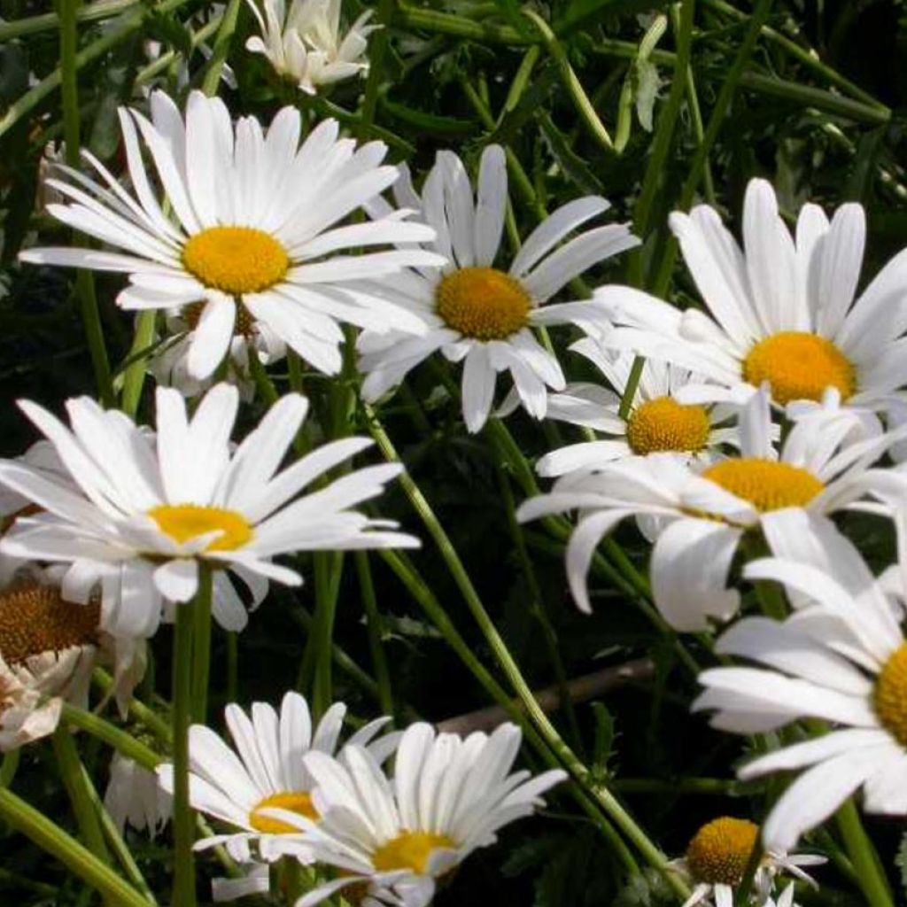 Leucanthemum vulgare Maikonigin - Marguerite Reine de Mai