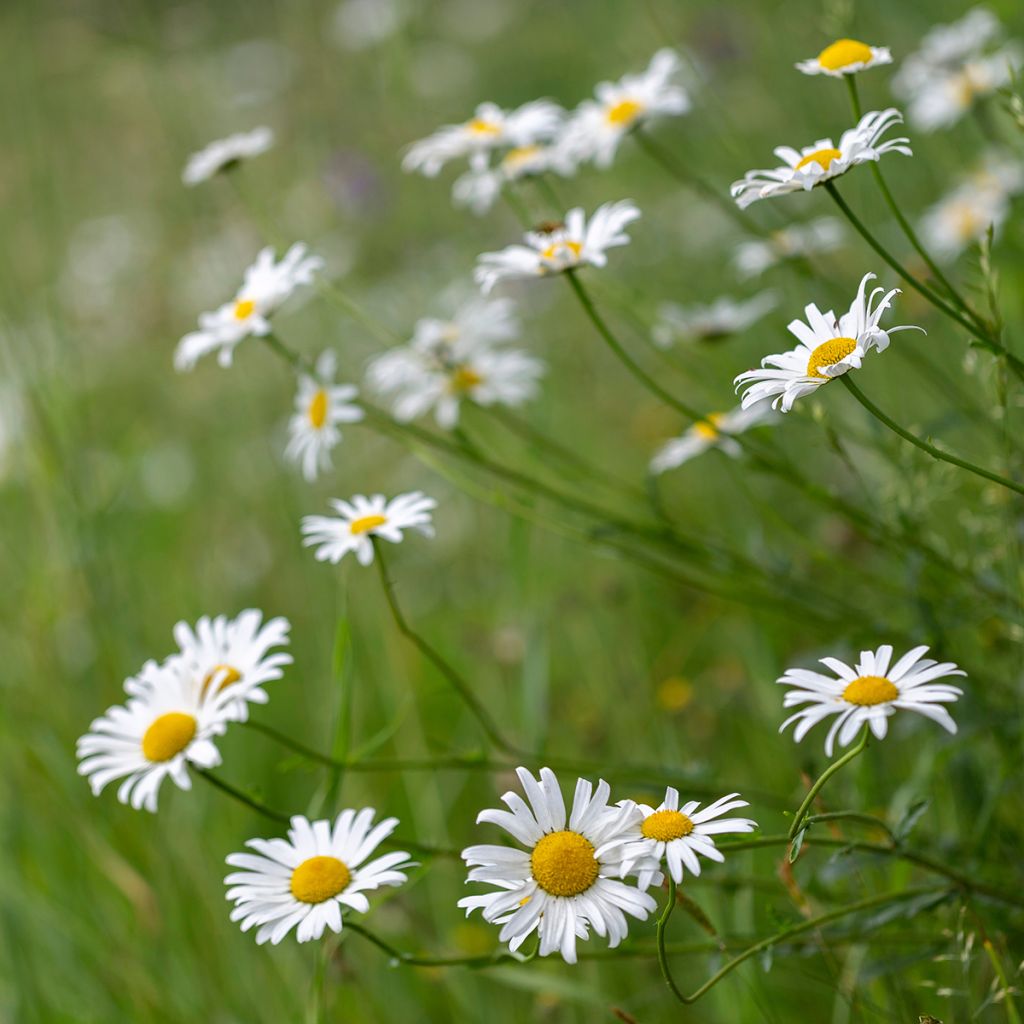 Leucanthemum vulgare - Margarita mayor