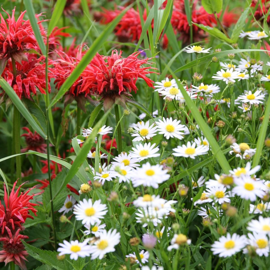 Leucanthemum vulgare - Margarita mayor