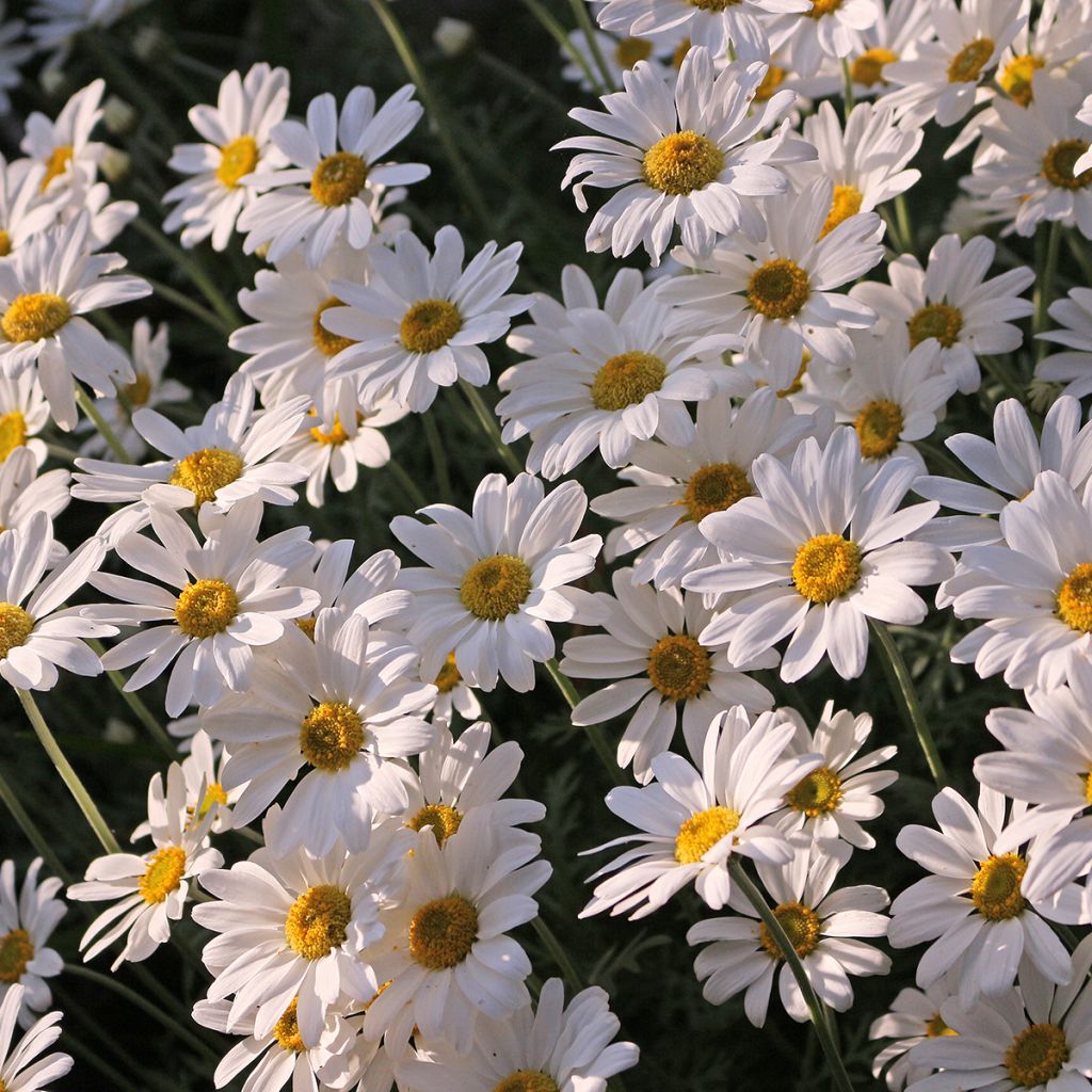 Leucanthemum x superbum Brightside - Grande marguerite