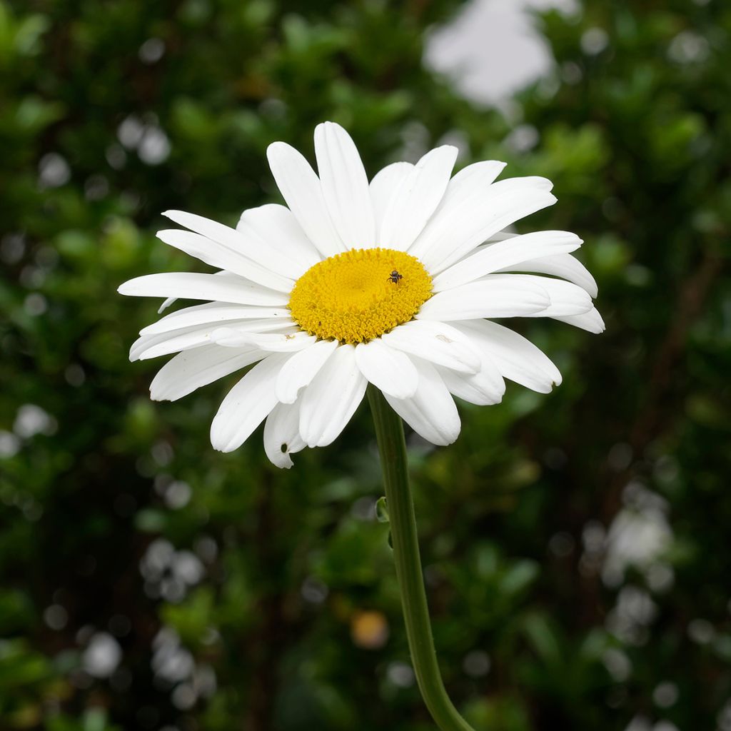 Leucanthemum x superbum Brightside - Grande marguerite