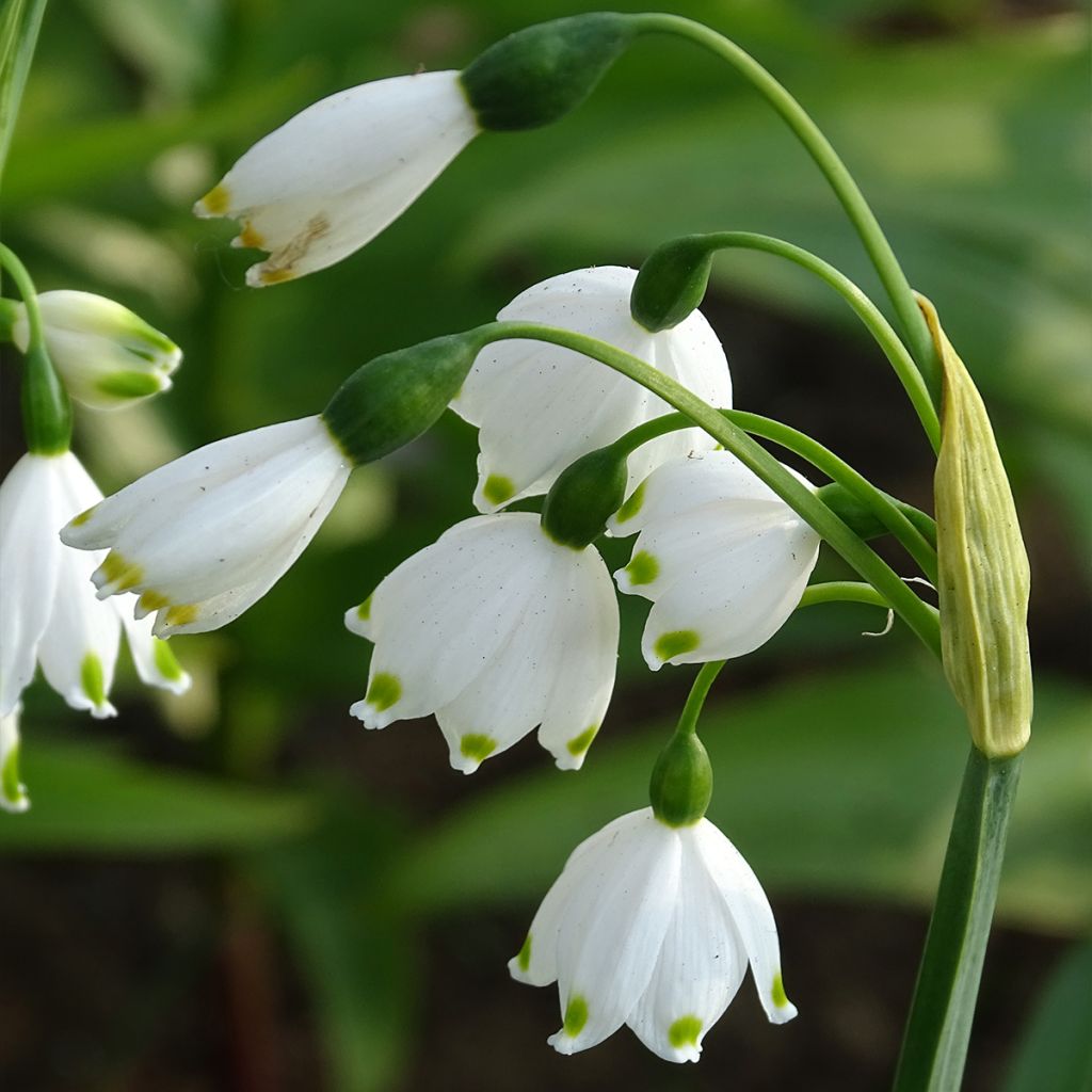 Leucojum aestivum - Campanillas de primavera