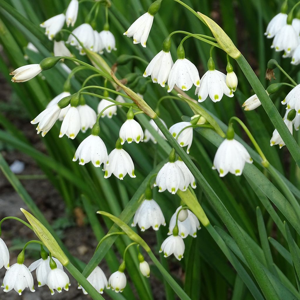 Leucojum aestivum - Campanillas de primavera