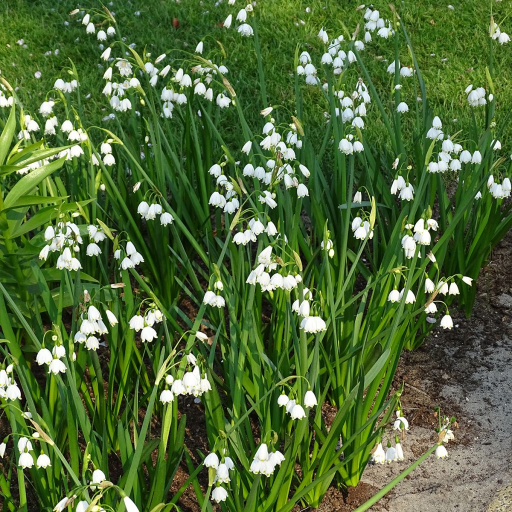 Leucojum aestivum - Campanillas de primavera