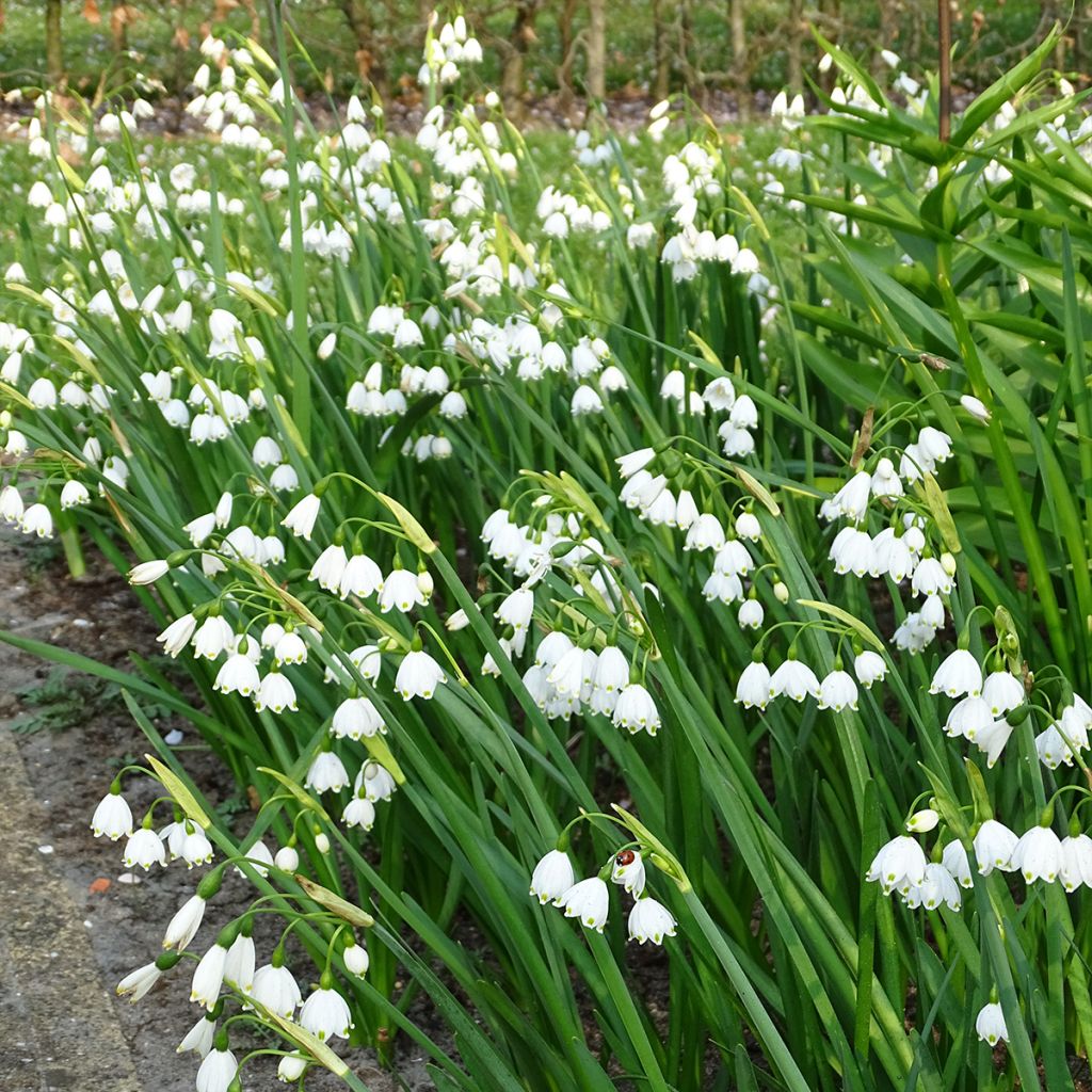 Leucojum aestivum - Campanillas de primavera