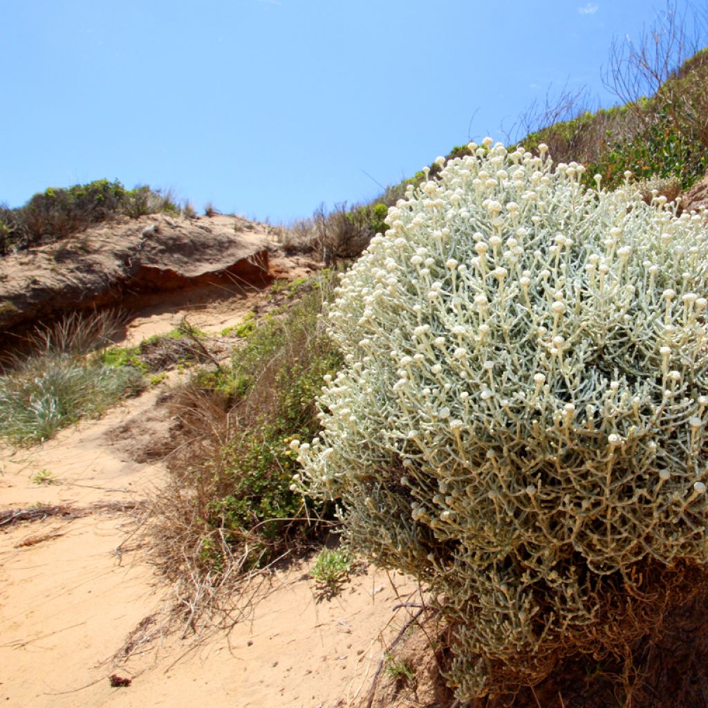 Leucophyta brownii ou Calocephalus brownii - Calocéphale de Brown