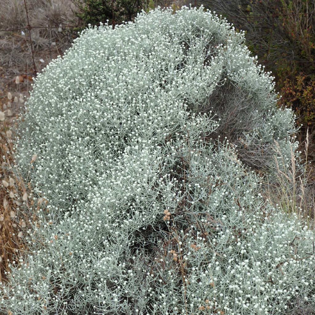 Leucophyta brownii ou Calocephalus brownii - Calocéphale de Brown