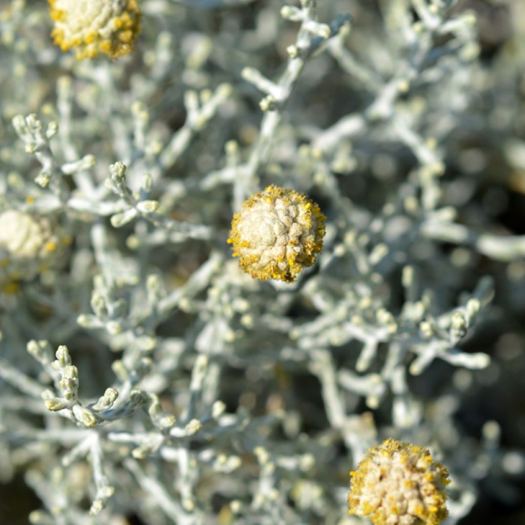 Leucophyta brownii ou Calocephalus brownii - Calocéphale de Brown