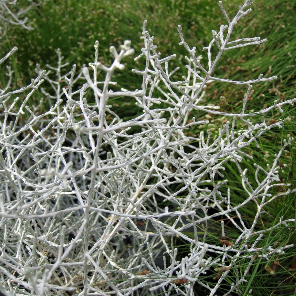 Calocephalus brownii ou Leucophyta brownii  - Calocéphale de Brown