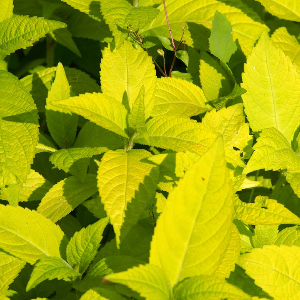 Leucosceptrum Golden Angel - Leucosceptrum japonicum