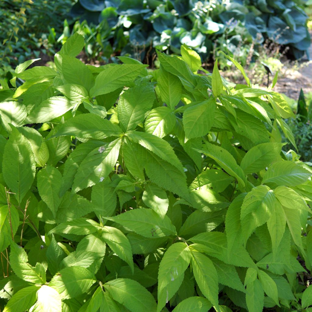 Leucosceptrum Golden Angel - Leucosceptrum japonicum