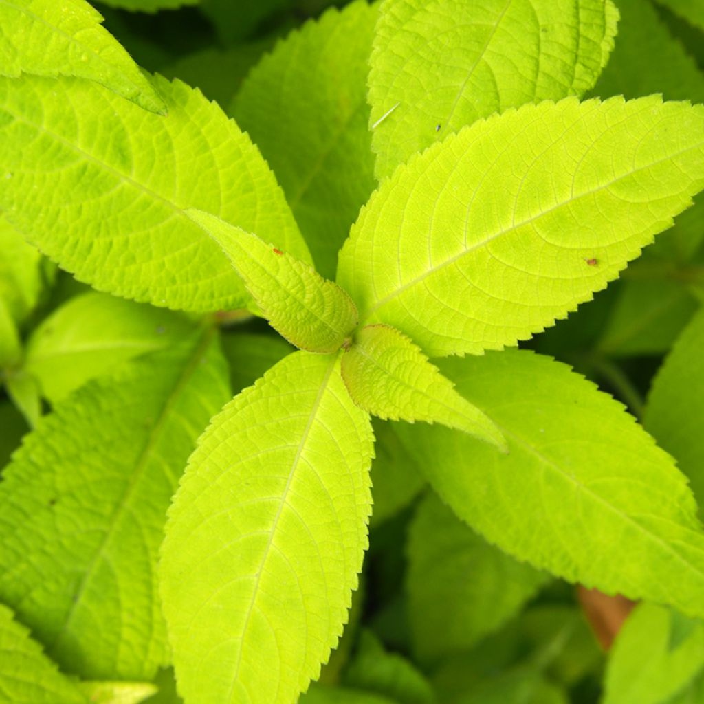 Leucosceptrum Golden Angel - Leucosceptrum japonicum