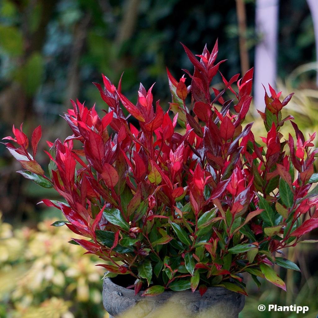 Leucothoe fontanesiana Little Flames