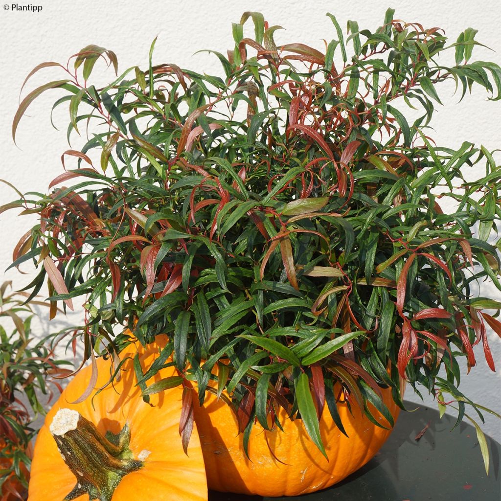 Leucothoe keiskei Halloween