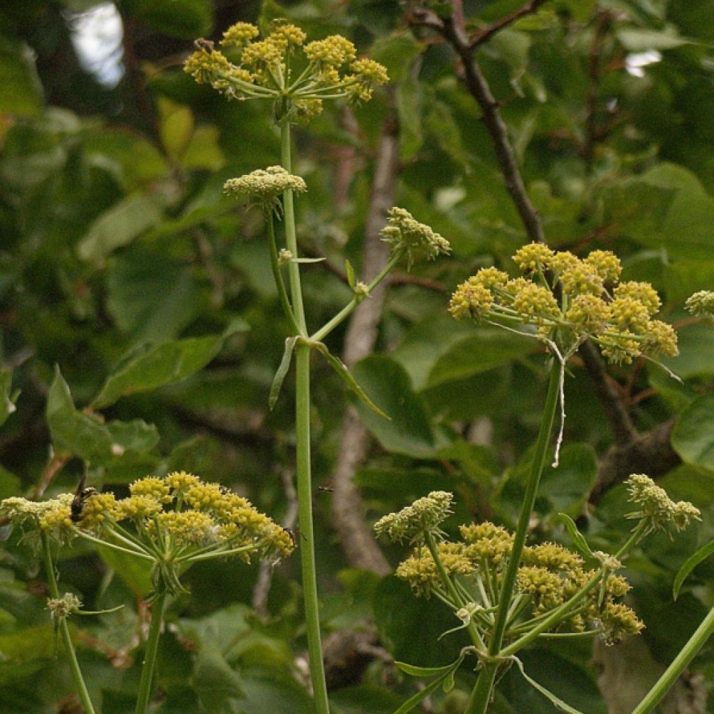 Levístico - Levisticum officinale