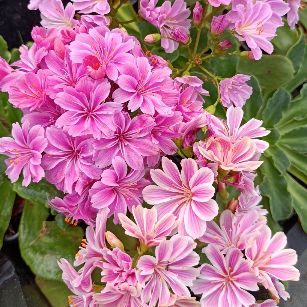 Lewisia cotyledon Elise Rose Pink