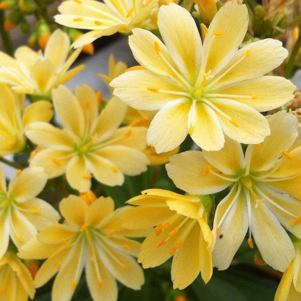 Lewisia cotyledon Elise Golden Yellow