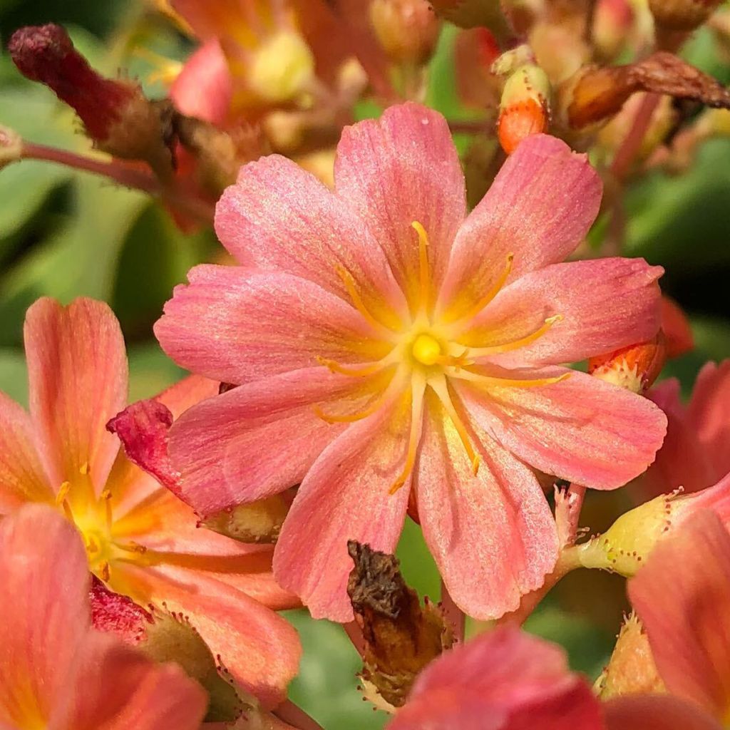 Lewisia cotyledon en mélange