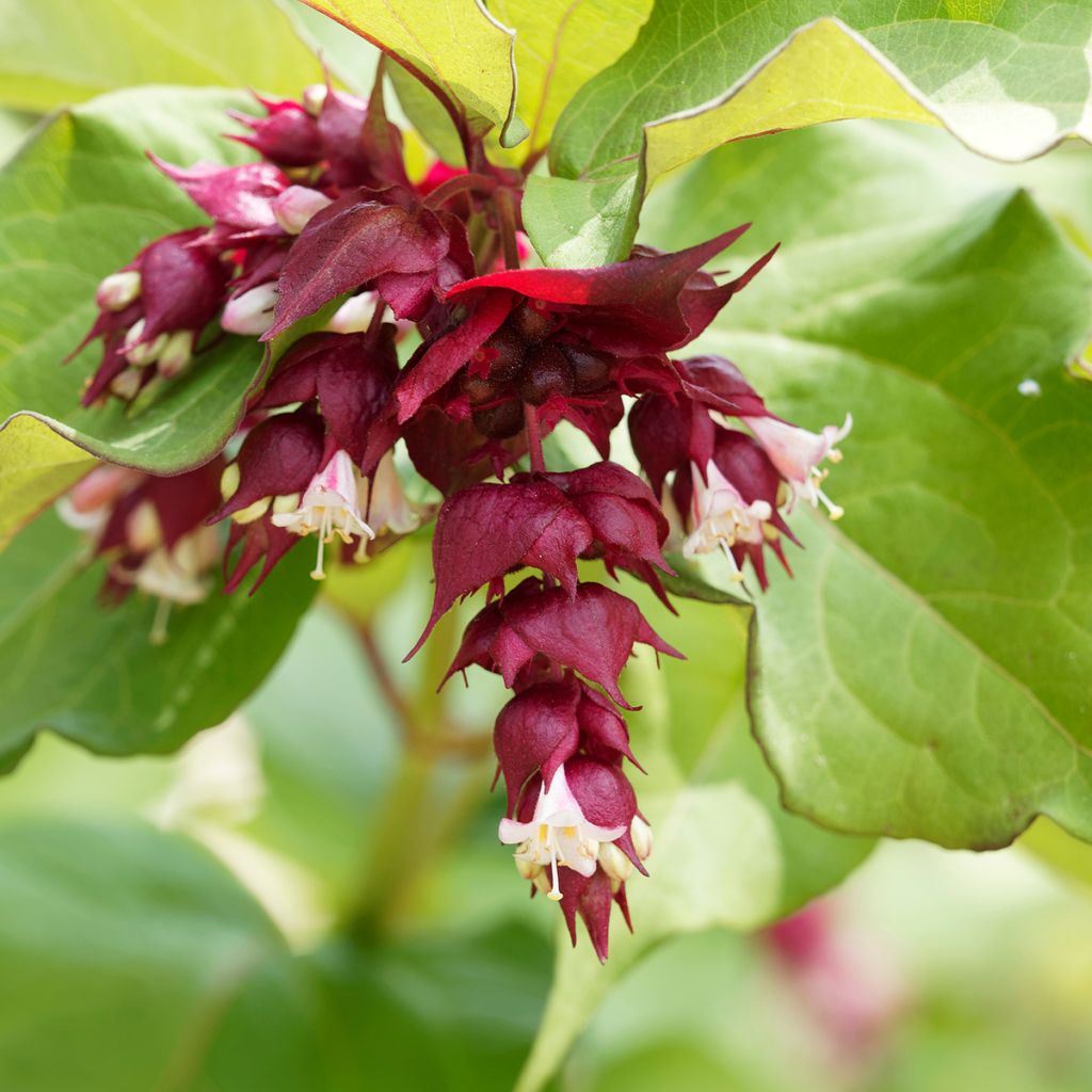 Leycesteria formosa Little Lanterns - Madreselva del Himalaya