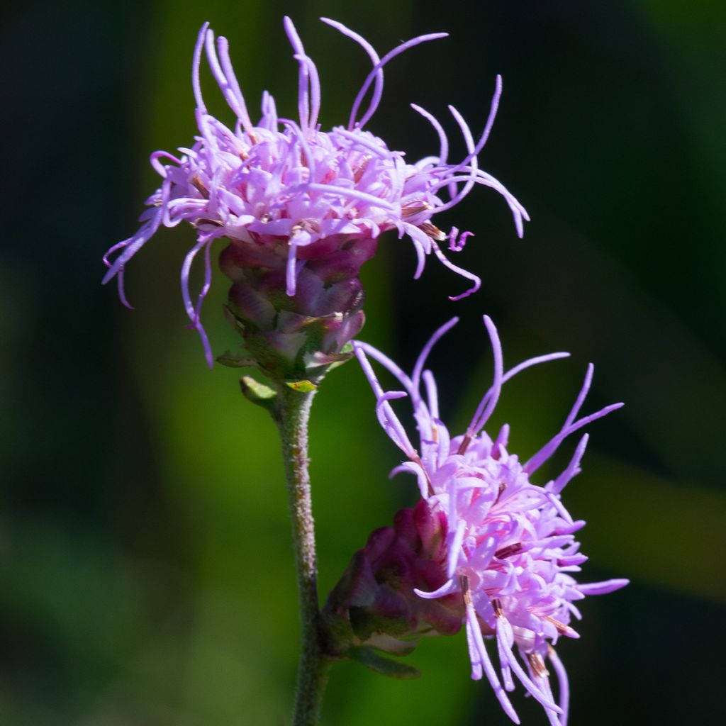 Liatris ligulistylis - Liatride