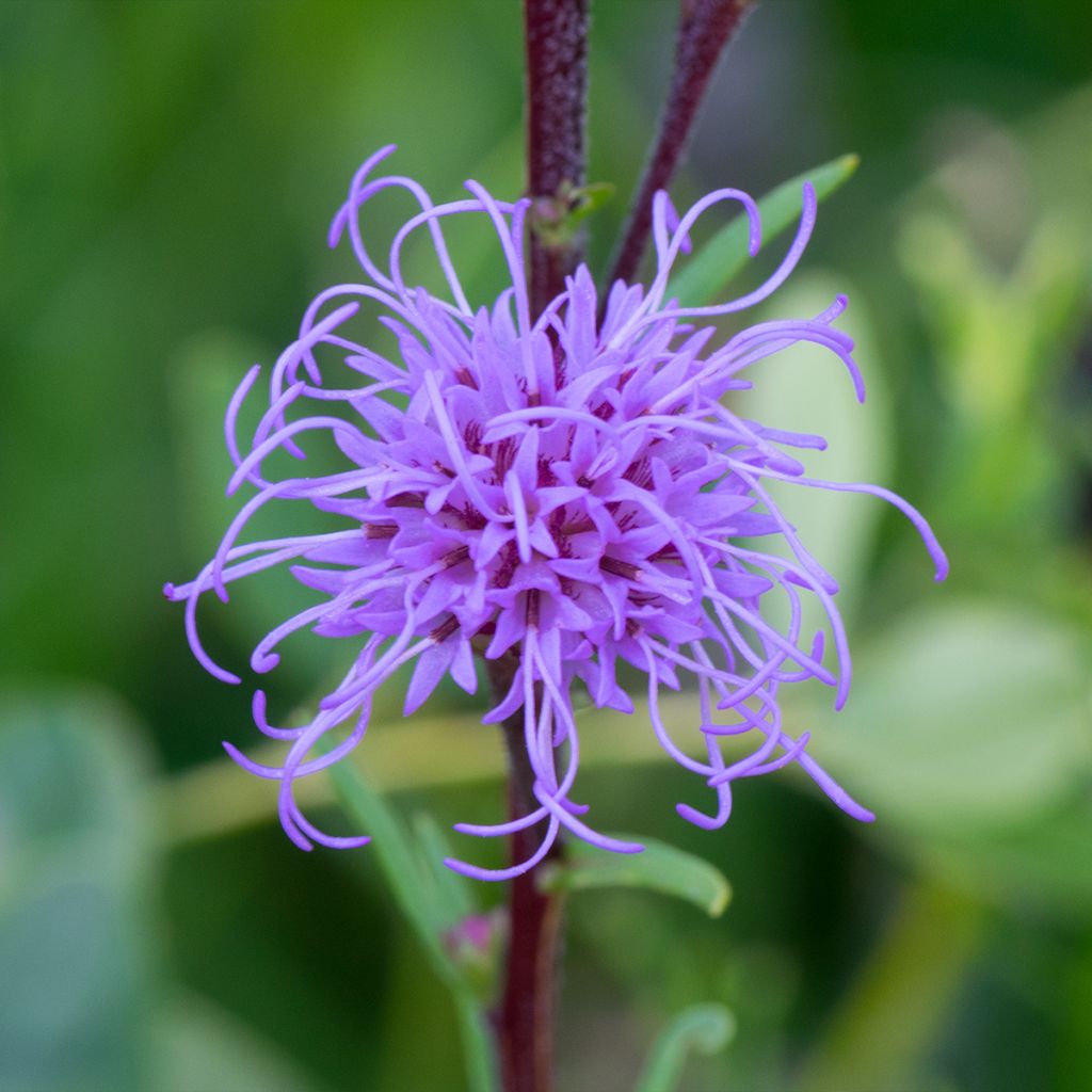 Liatris ligulistylis - Liatride