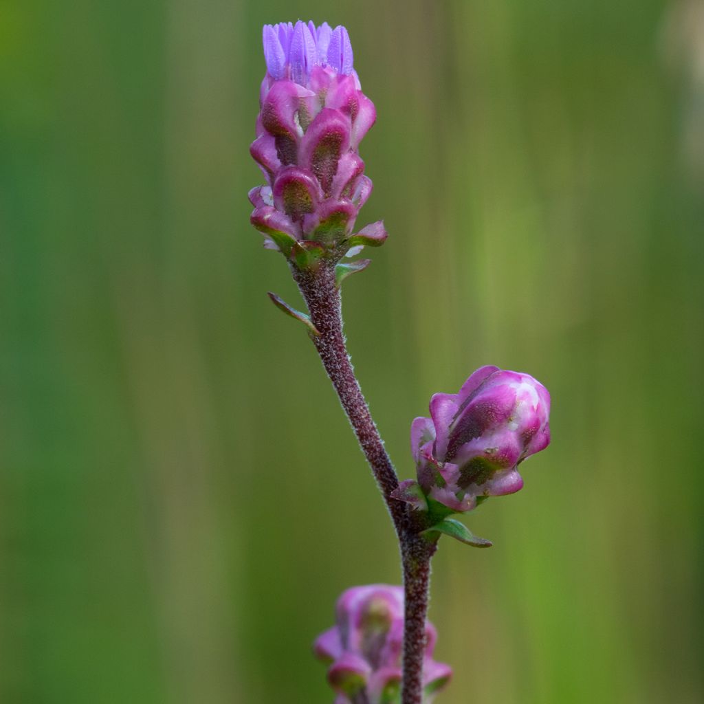 Liatris ligulistylis - Liatride