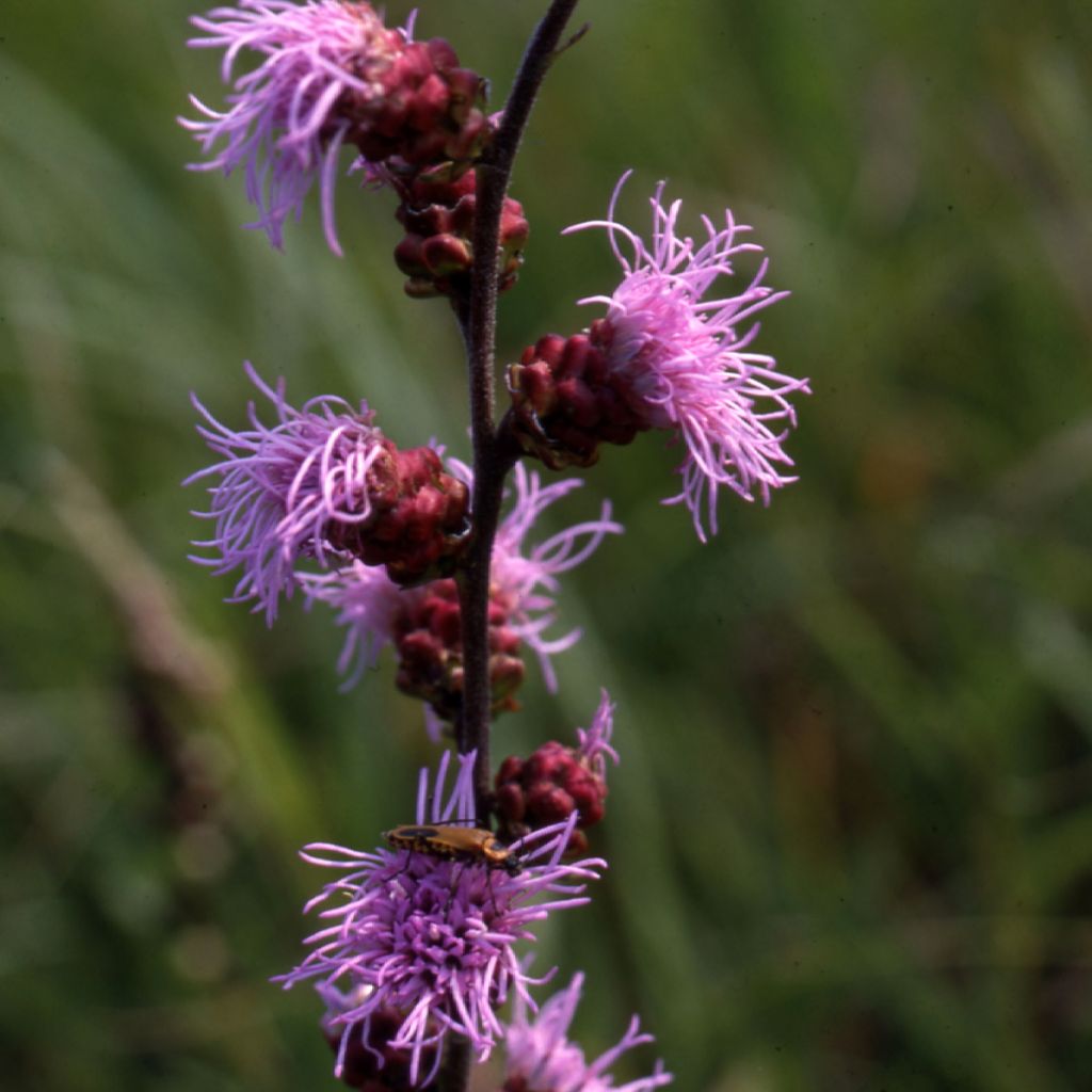 Liatris ligulistylis - Liatride