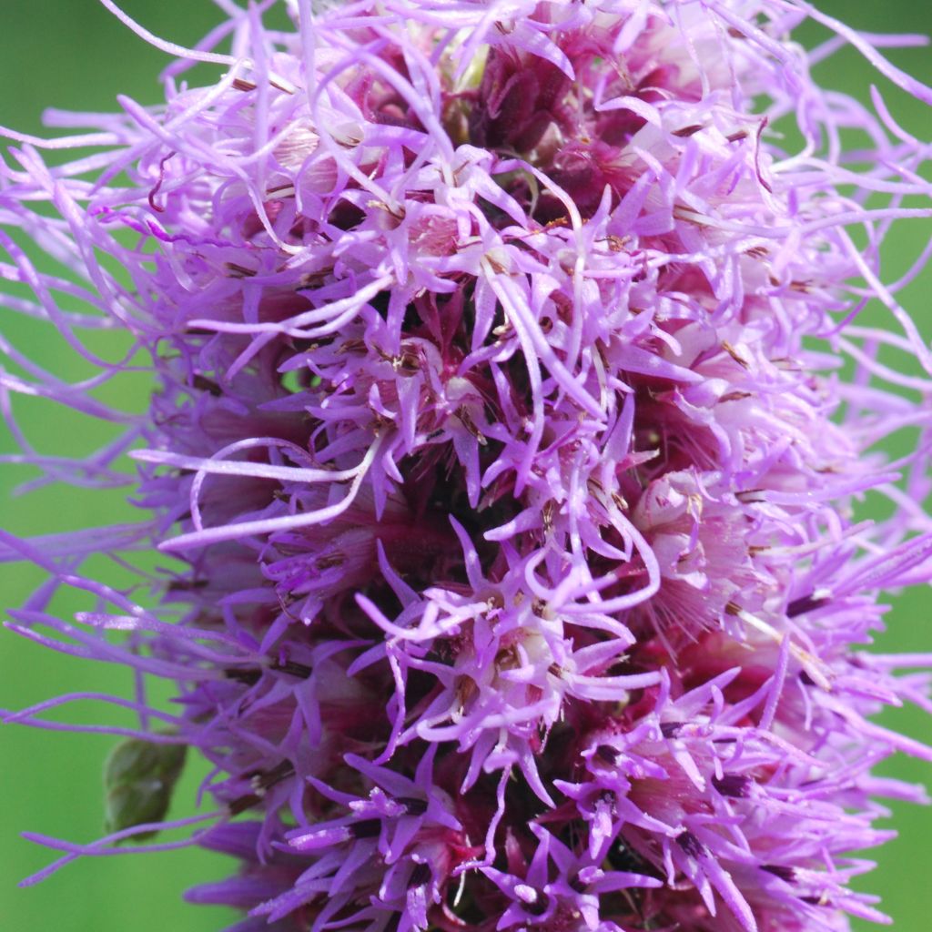 Liatris pycnostachya - Liatride