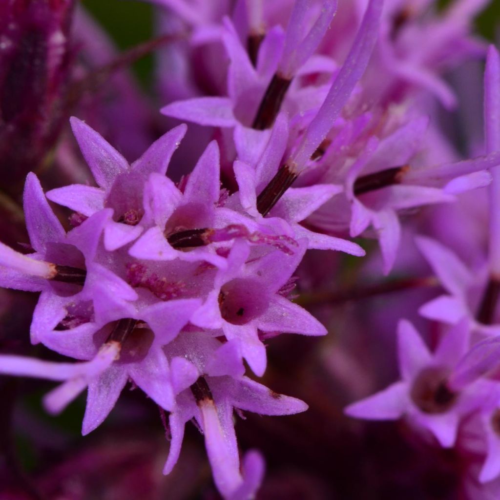 Liatris pycnostachya - Liatride