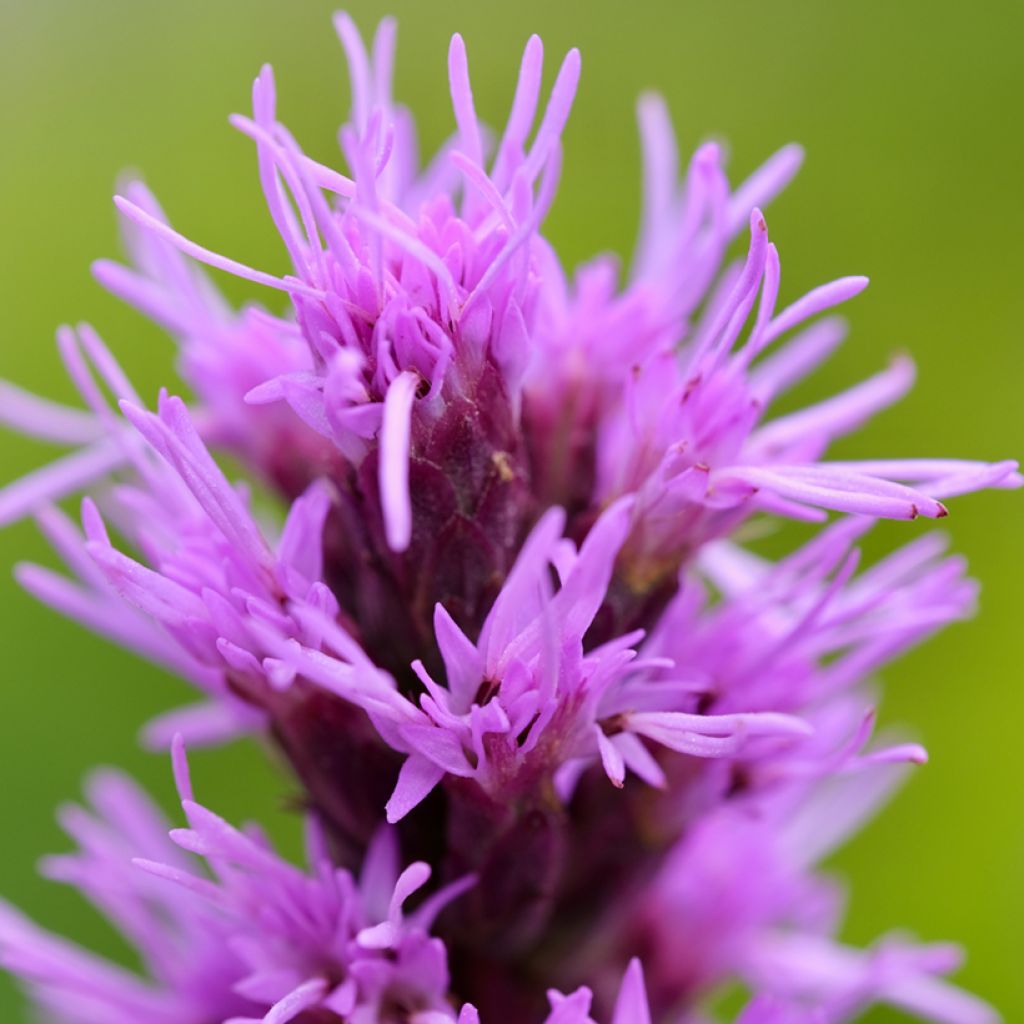 Liatris pycnostachya - Liatride