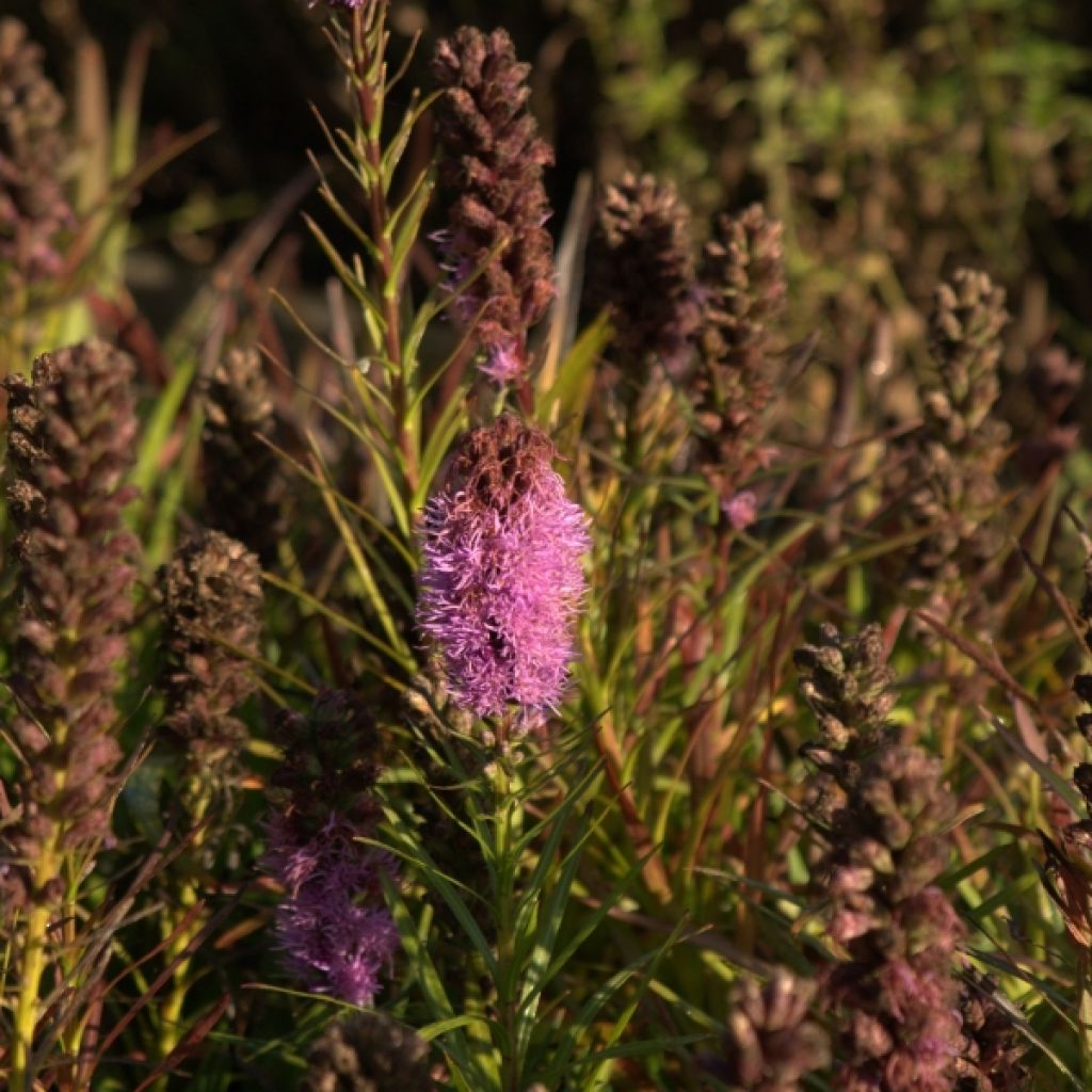 Liatris spicata Kobold - Densa estrella ardiente