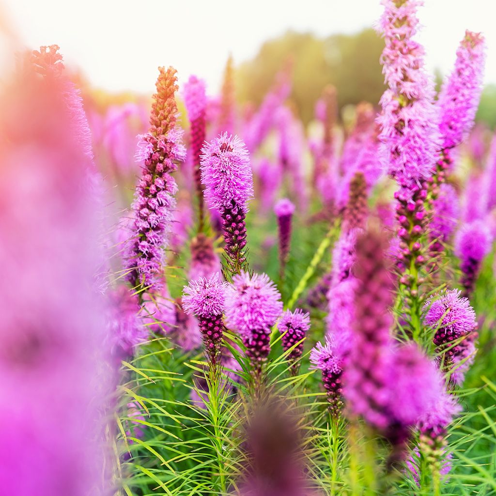 Liatris spicata Floristan Violet - Densa estrella ardiente